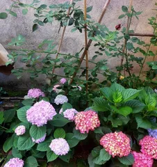 Explore the cultivation methods of Hydrangeas (Understanding the characteristics and growth environment of Hydrangeas)