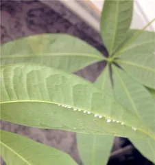 Does the Money Tree have seeds? - Unveiling the Propagation Methods of the Money Tree (Exploring Seed Propagation, Cuttings Propagation,萌芽繁殖, and Leaf Propagation of the Money Tree)