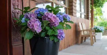 The Ultimate Guide to Hydrangea Care (Details Differ Between Spring, Summer, Autumn, and Winter; Master the Key Techniques)