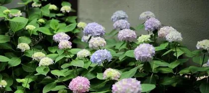 The Ultimate Guide to Hydrangea Care (Details Differ Between Spring, Summer, Autumn, and Winter; Master the Key Techniques)1