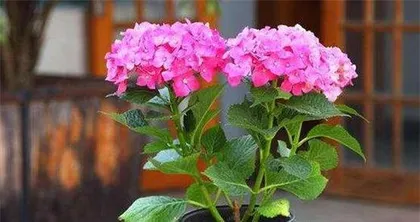 The Ultimate Guide to Hydrangea Care (Details Differ Between Spring, Summer, Autumn, and Winter; Master the Key Techniques)2