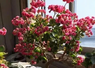 Create a floral paradise in your yard to make life more beautiful (teaching you how to create a beautiful garden from selection to maintenance)