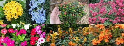Create a floral paradise in your yard to make life more beautiful (teaching you how to create a beautiful garden from selection to maintenance)1