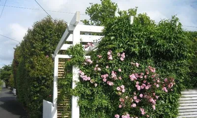 Create a floral paradise in your yard to make life more beautiful (teaching you how to create a beautiful garden from selection to maintenance)2