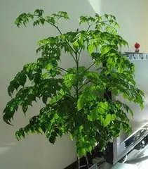 Care and Precautions for the Lucky Tree (From Fear of Sun to Fear of Cold, Understanding the Growth Habits of the Lucky Tree)