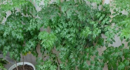 Care and Precautions for the Lucky Tree (From Fear of Sun to Fear of Cold, Understanding the Growth Habits of the Lucky Tree)1