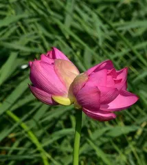 How to Care for Calla Lilies (Essential Skills for Creating a Beautiful Garden)0