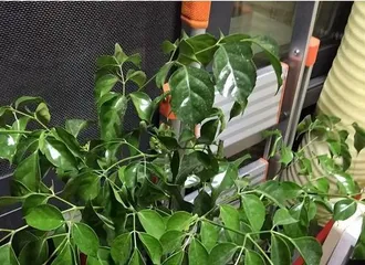 Care and Precautions for the Lucky Tree (From Fear of Sun to Fear of Cold, Understanding the Growth Habits of the Lucky Tree)2