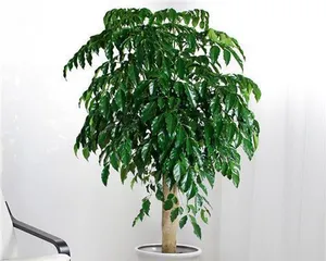 Can Happy Trees Get Sunlight? (Exploring the Care Methods for Happy Trees)