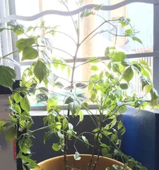 Can Happy Trees Get Sunlight? (Exploring the Care Methods for Happy Trees)1