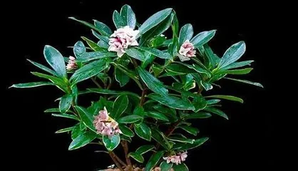 Revelation of Forsythia's Cold Resistance Temperature (Winter Minimum Temperature,)