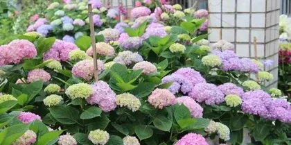 Frequency of Watering Revealed: Is It Necessary to Water Hydrangeas Every Day? (The Relationship Between Watering Frequency and Growth, Care Details You Need to Know.)