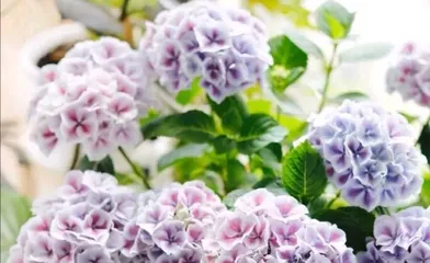 Frequency of Watering Revealed: Is It Necessary to Water Hydrangeas Every Day? (The Relationship Between Watering Frequency and Growth, Care Details You Need to Know.)1