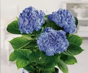 Frequency of Watering Revealed: Is It Necessary to Water Hydrangeas Every Day? (The Relationship Between Watering Frequency and Growth, Care Details You Need to Know.)2