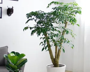 The Outdoor Care Guide for Happy Trees (From Site Selection to Maintenance, Creating Healthy and Happy Outdoor Happy Trees)1