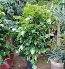 The Outdoor Care Guide for Happy Trees (From Site Selection to Maintenance, Creating Healthy and Happy Outdoor Happy Trees)2