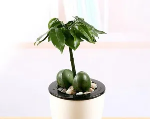 How to care for Money Tree (Cultivation Techniques and Maintenance Experience of Money Tree)