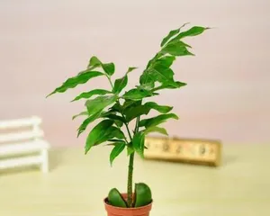 How to care for Money Tree (Cultivation Techniques and Maintenance Experience of Money Tree)1