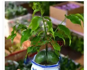 How to care for Money Tree (Cultivation Techniques and Maintenance Experience of Money Tree)2