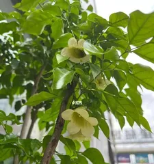 The blooming time and care tips for the Happy Tree (Understanding the Happy Tree's blooming period to make your home more beautiful)