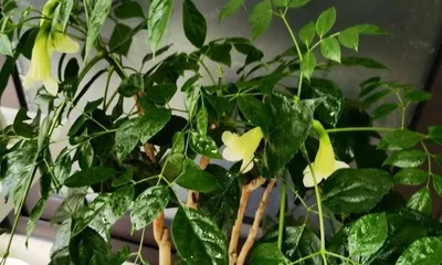 The blooming time and care tips for the Happy Tree (Understanding the Happy Tree