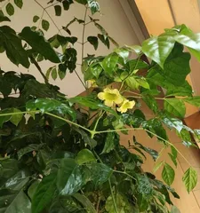 The blooming time and care tips for the Happy Tree (Understanding the Happy Tree