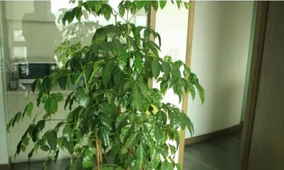 Does a money tree in a pot bloom? What does the flower look like? (Exploring the possibility of a money tree blooming and its appearance, interpreting the details of pot cultivation)