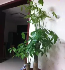 Will a potted money tree flower? What does it look like? (Exploring the possibility and appearance of a money tree flowering, and interpreting potted plant care details) 2