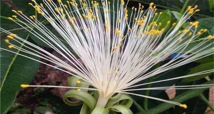 Will a potted money tree flower? What does it look like? (Exploring the possibility and appearance of a money tree flowering, and interpreting potted plant care details) 3