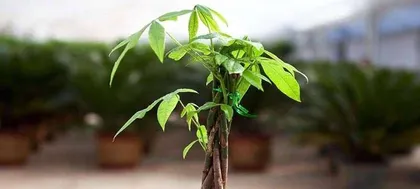 Does the legendary "Urine Tree" really exist? (Exploring the role and possibility of urine in plant care)