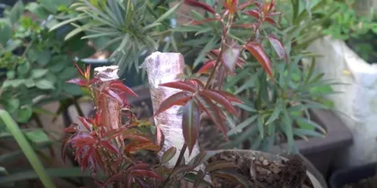 Cultivation Guide for Mature Lindera Rootstock (How to Properly Care for Mature Lindera Rootstock to Make Them Grow Thriving)