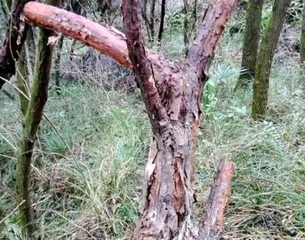 山木香老桩养护指南(如何正确养护山木香老桩,让它们生长茂盛)2