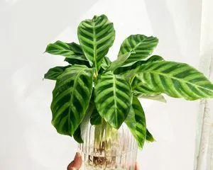 Care Tips for Fairy Plant Greenery (Making Your Plants Grow into a Fairy-like Beauty)