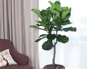 Care Tips for Little Fairy Green Plants (Help Your Green Plant Grow into a Fairy-like Beauty) 2