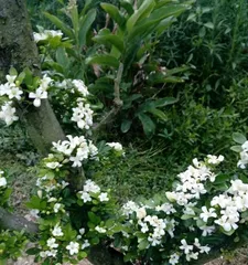 山木香老桩养护指南(如何正确养护山木香老桩,让它们生长茂盛)3