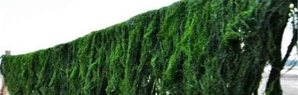 Cultivation and Maintenance of Seaweed (Exploring the Growth Secrets of Seaweed to Help Successful Cultivation) 2