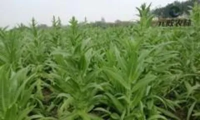 Cultivation and Maintenance of Seaweed (Exploring the Growth Secrets of Seaweed to Help Successful Cultivation) 3