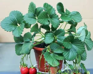 Potting Soil Selection for Strawberries (How to Choose the Right Fertilizer for Container-Grown Strawberries)