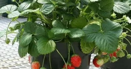 Choosing Fertilizer for Potted Strawberries (How to Choose the Right Fertilizer for Potted Strawberry Care) 2