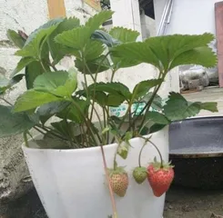 Choosing Fertilizer for Potted Strawberries (How to Choose the Right Fertilizer for Potted Strawberry Care) 3