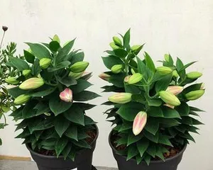 A Comprehensive Guide to Caring for Potted Lilies (Lily Cultivation Methods and Precautions)