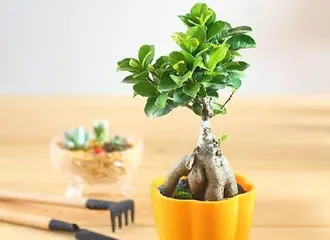 The Care of Bonsai: Is Daily Watering Necessary? (How to Scientifically Water to Keep Bonsai Healthy)