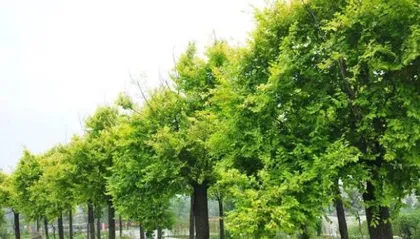 A Complete Collection of Common Tree Species in Residential Communities (Exploring Green Companions in Daily Life)