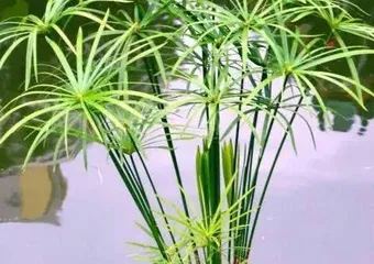 盆景养护之每天浇水是否必要(如何科学浇水保持盆景健康)2