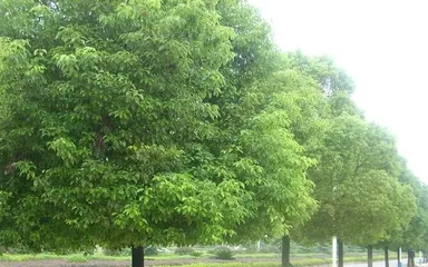 A Complete Guide to Common Tree Species in Residential Communities (Exploring the Green Companions in Life) 2