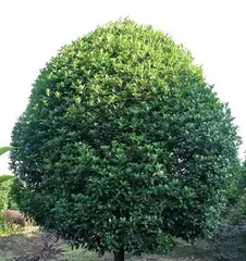 A Complete Guide to Common Tree Species in Residential Communities (Exploring the Green Companions in Life) 3