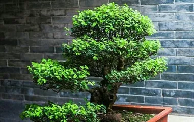 The Best Time to Repot Bonsai (How to Repot Bonsai at the Right Time)
