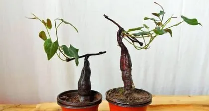 The Best Time for Repotting Bonsai (How to Repot Your Bonsai at the Right Time) 2