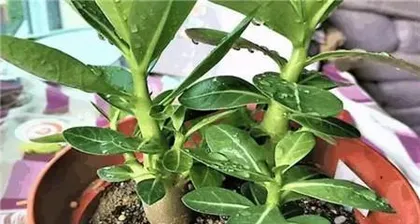 The Best Time for Repotting Bonsai (How to Repot Your Bonsai at the Right Time) 3