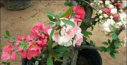 Bonsai Cherry Blossom Repotting Timing and Methods Explained (Know the Repotting Time to Make Your Bonsai Cherry Blossom Grow Stronger)